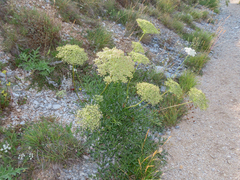 Laserpitium gallicum, photograph (c) Emanuele Santarelli, some rights reserved (CC BY-SA)
