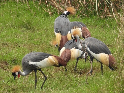 Gray Crowned-Crane