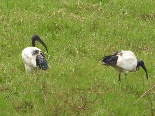 African Sacred Ibis