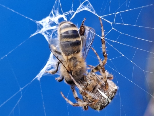 Cross Orbweaver