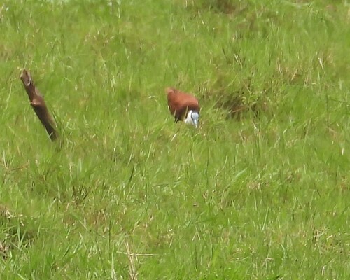 African Jacana