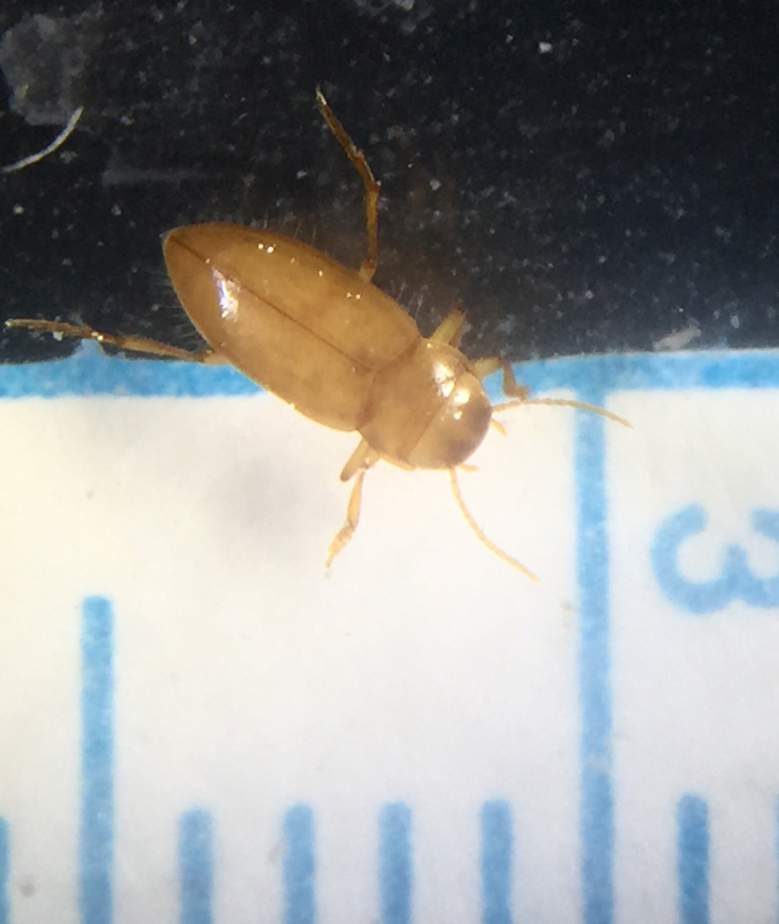 Haideoporus