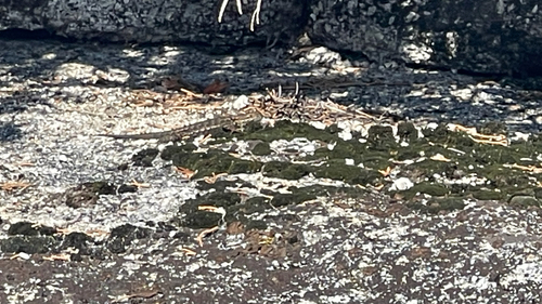 iNaturalist observation photo of Common Sagebrush Lizard