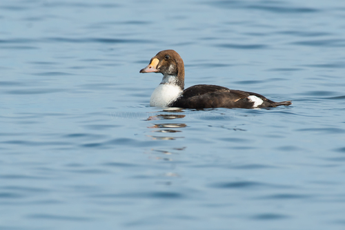 Eider à tête grise