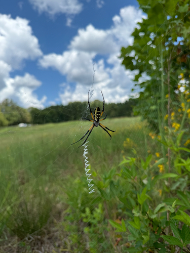 Yellow Garden Spider