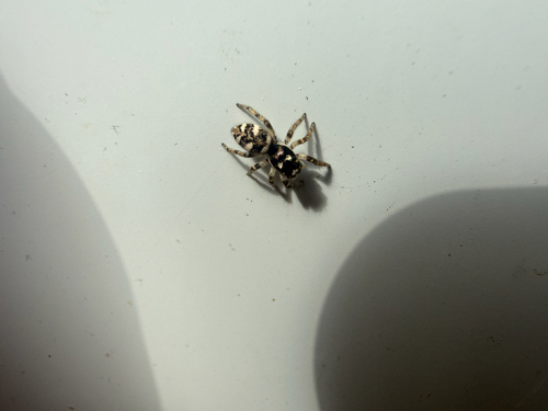 Zebra Jumping Spider