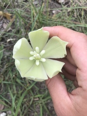 Yucca rupicola