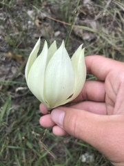 Yucca rupicola