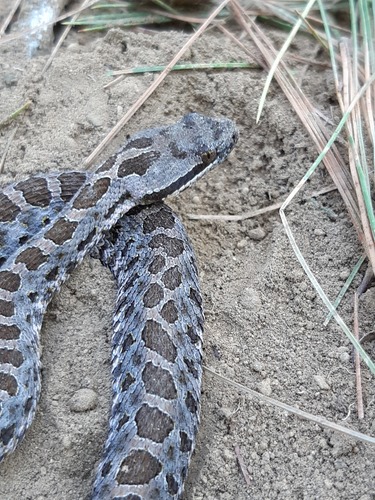 Mexican Dusky Rattlesnake