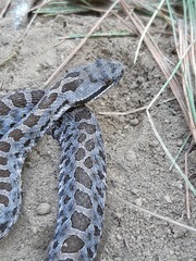 Crotalus armstrongi
