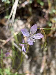 Clarkia epilobioides
