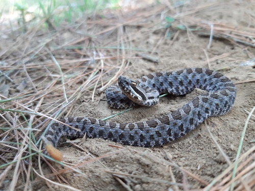 Mexican Dusky Rattlesnake