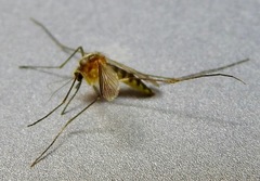 Aedes atlanticus