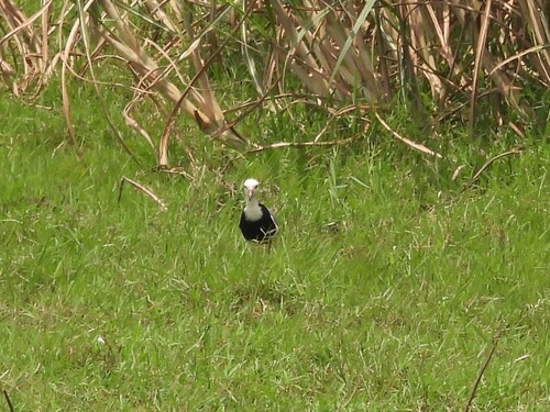 Long-toed Lapwing