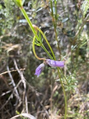 Neogaerrhinum strictum