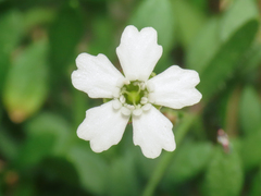 Heliosperma pusillum