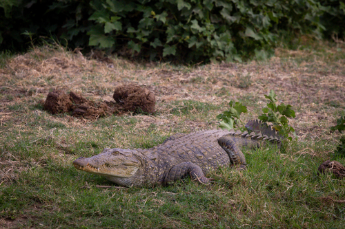 Mugger Crocodile