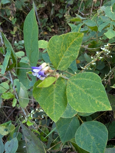 American hog-peanut
