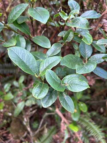 Wikstroemia oahuensis observed 2026-08-27