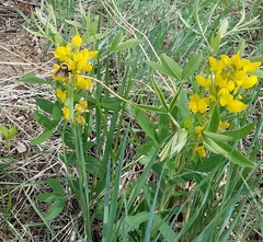 Bombus fervidus