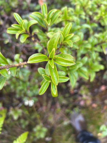 Coprosma elliptica observed 2026-08-28
