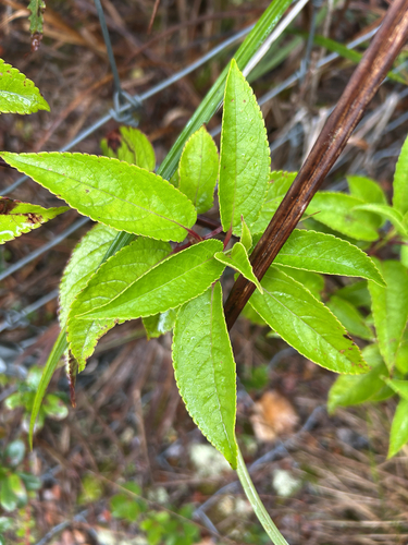 Stenogyne purpurea observed 2026-08-28