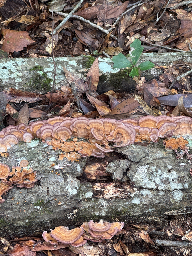violet-toothed polypore · August 2026 · photo: Photo: no rights reserved · iNaturalist