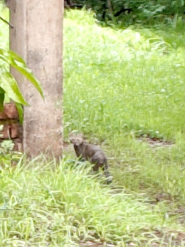 African Wildcat