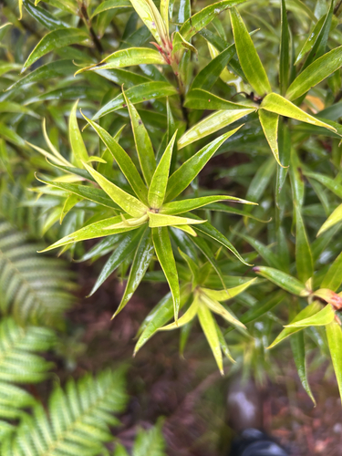 Myrsine linearifolia observed 2026-08-28