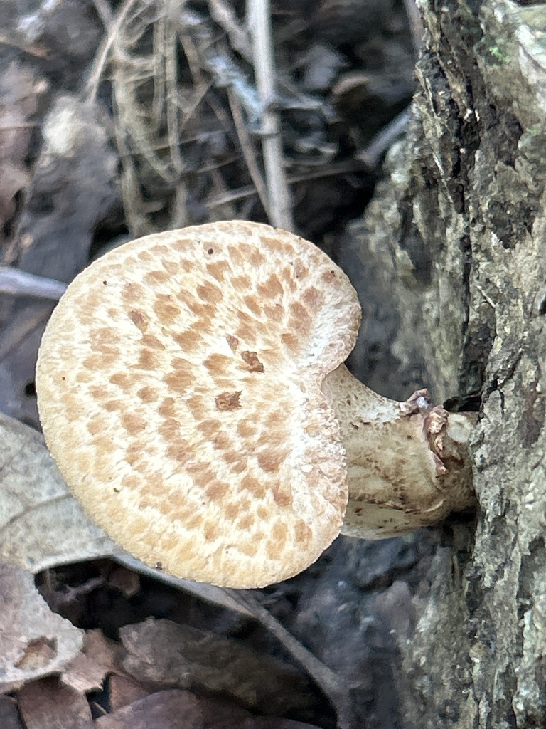Dryad's Saddle · August 2026 · photo: Photo: no rights reserved · iNaturalist