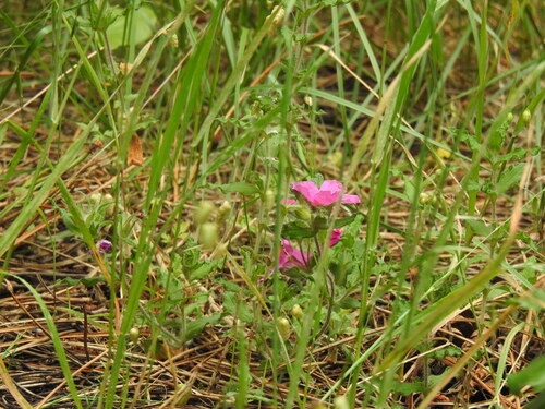 Cistus crispus, photograph 3