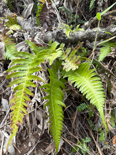 Blechnum appendiculatum observed 2026-08-25