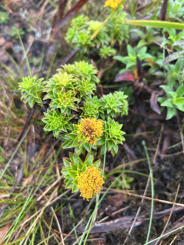 Dubautia waialealae observed 2026-08-28
