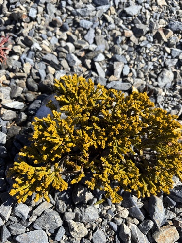 Veronica tetragona observed 2026-08-19