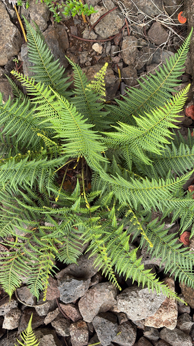 Pityrogramma austroamericana observed 2026-08-25