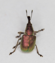 Rhynchites auratus