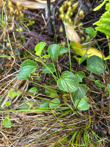 Viola kauaensis observed 2026-08-28