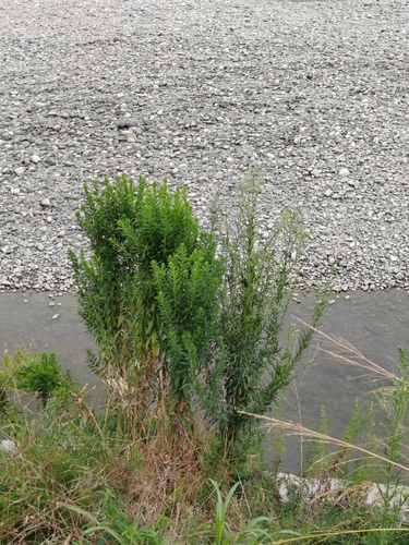 Euphorbia stricta, photograph 1