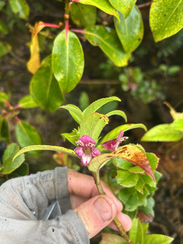 Stenogyne purpurea observed 2026-08-28