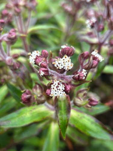 Dubautia raillardioides observed 2026-08-28