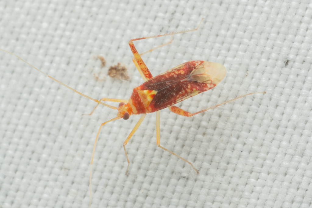 Phytocoris puella