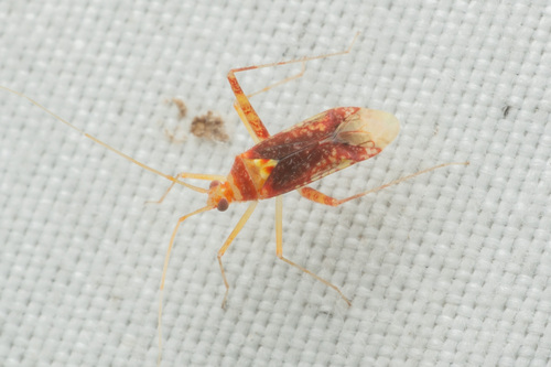 Phytocoris puella