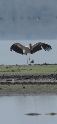 Yellow-billed Stork