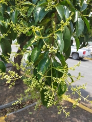 Ligustrum lucidum