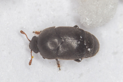 Brachypterolus