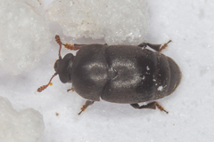 Brachypterolus