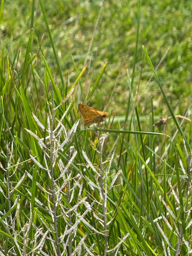 Fiery Skipper