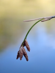 Schoenoplectus lacustris, photograph author not stated, no rights reserved