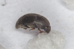 Brachypterolus