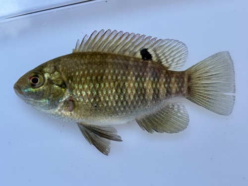 Banded Tilapia